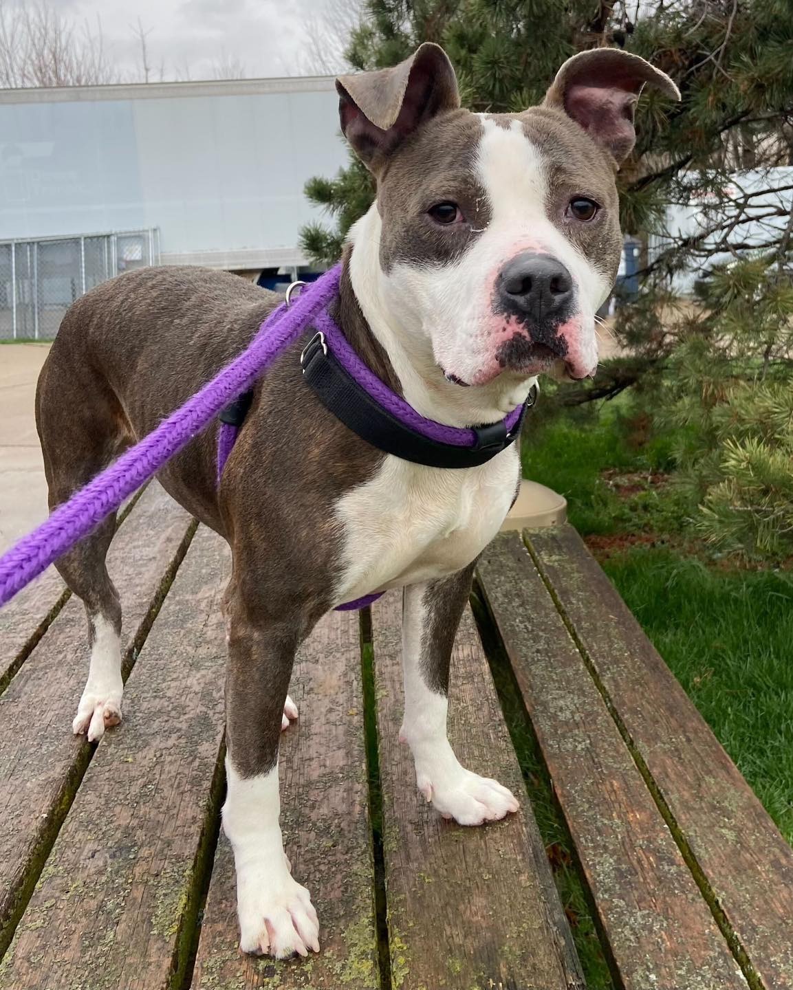 adorable dog on a purple leash