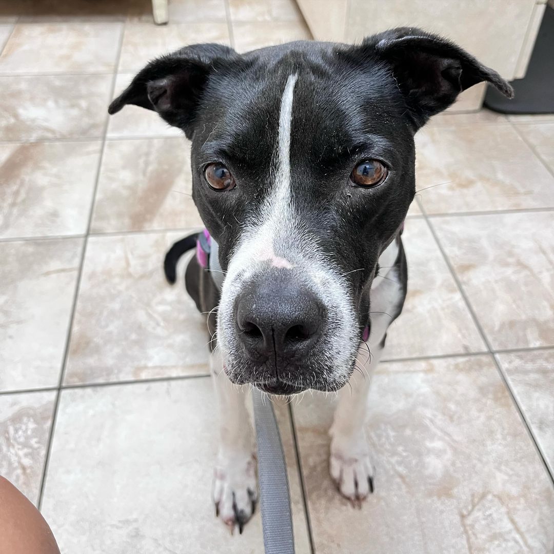 adorable dog sitting on a tiles