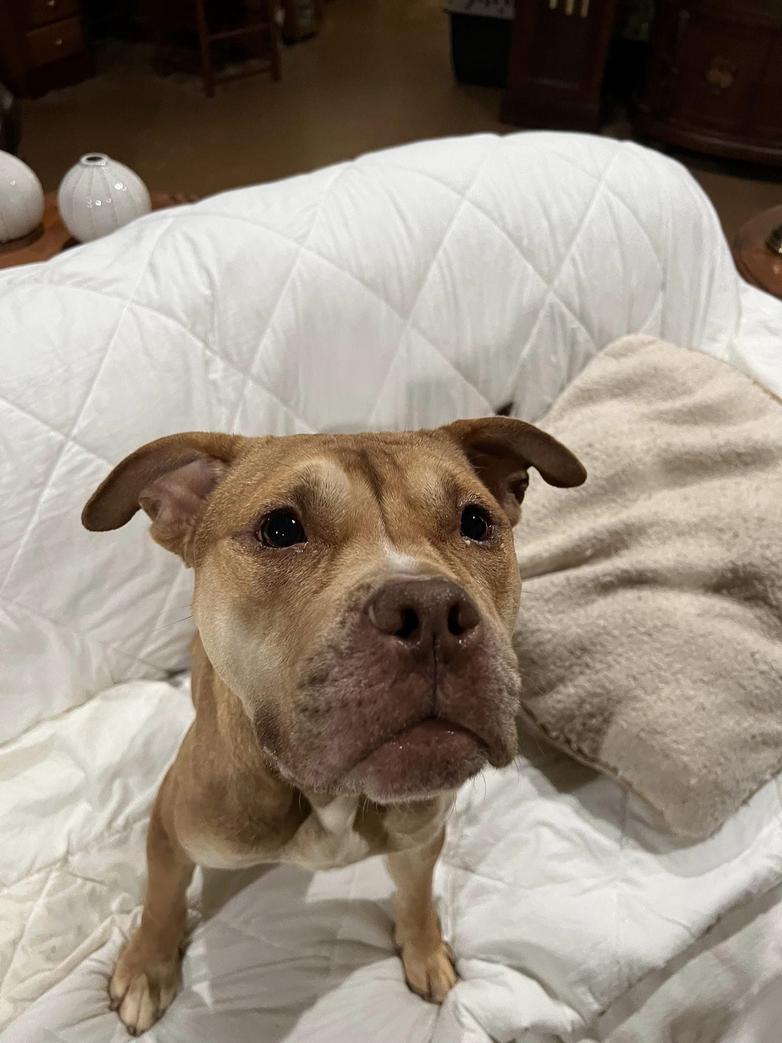 adorable dog standing on a bed