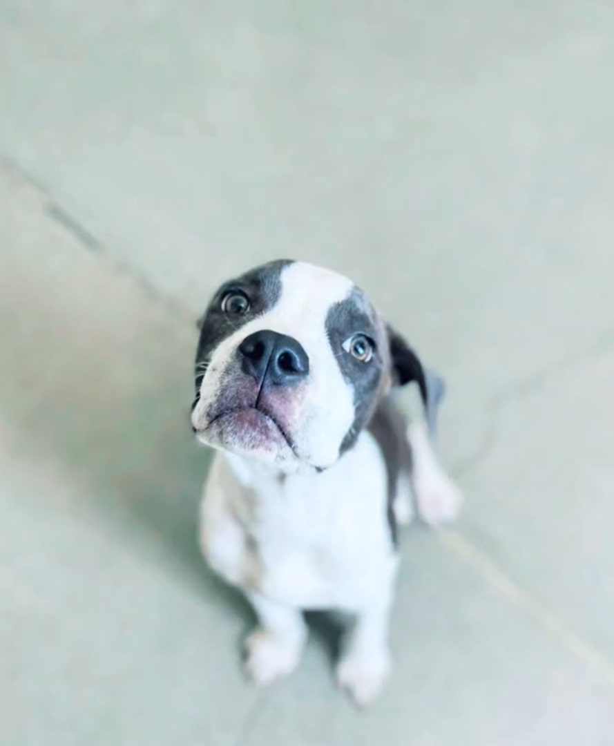 adorable dog standing on a tiles