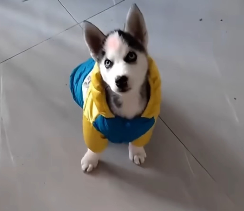 adorable dog with clothes