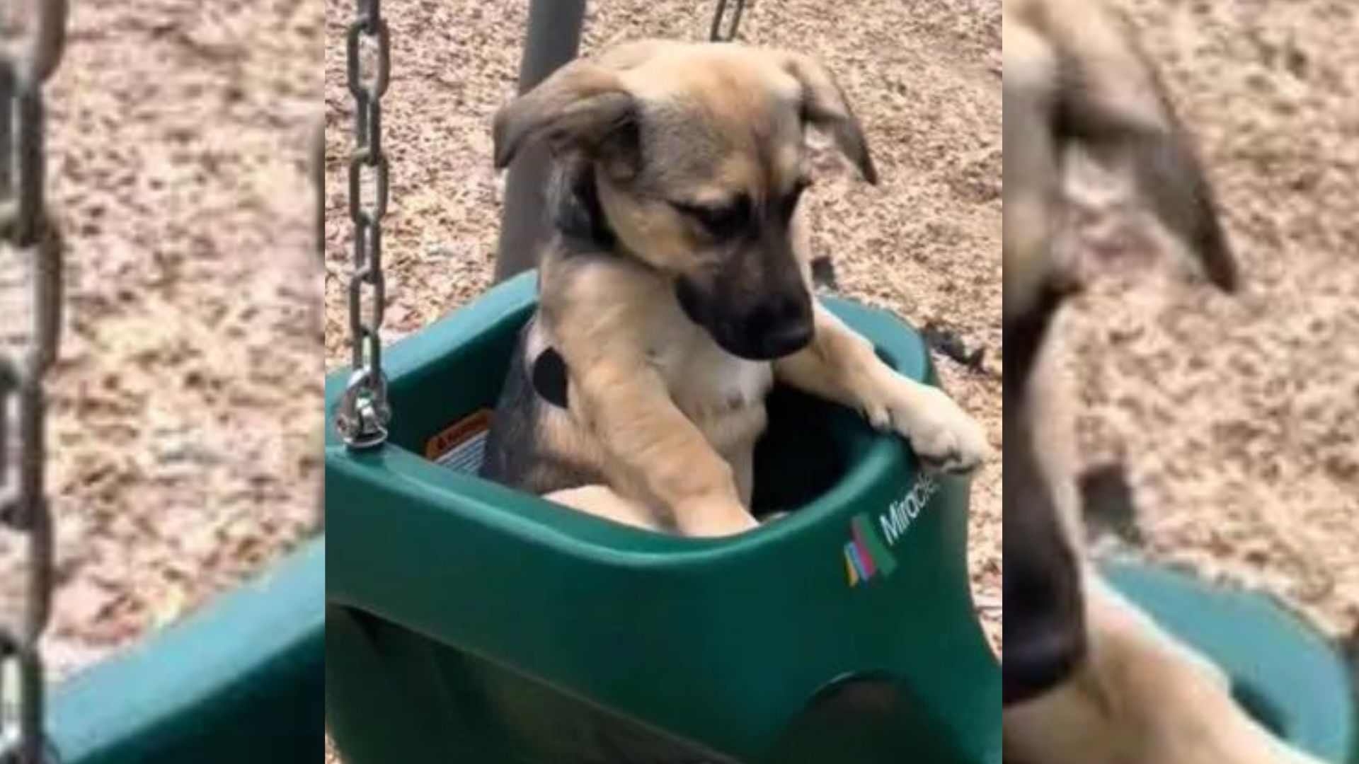 Adorable German Shepherd With Huge Paws Shocked Her Owners By Her Size 4 Months Later