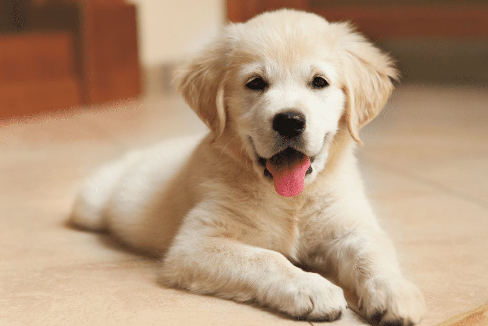 adorable labrador is lying down and resting