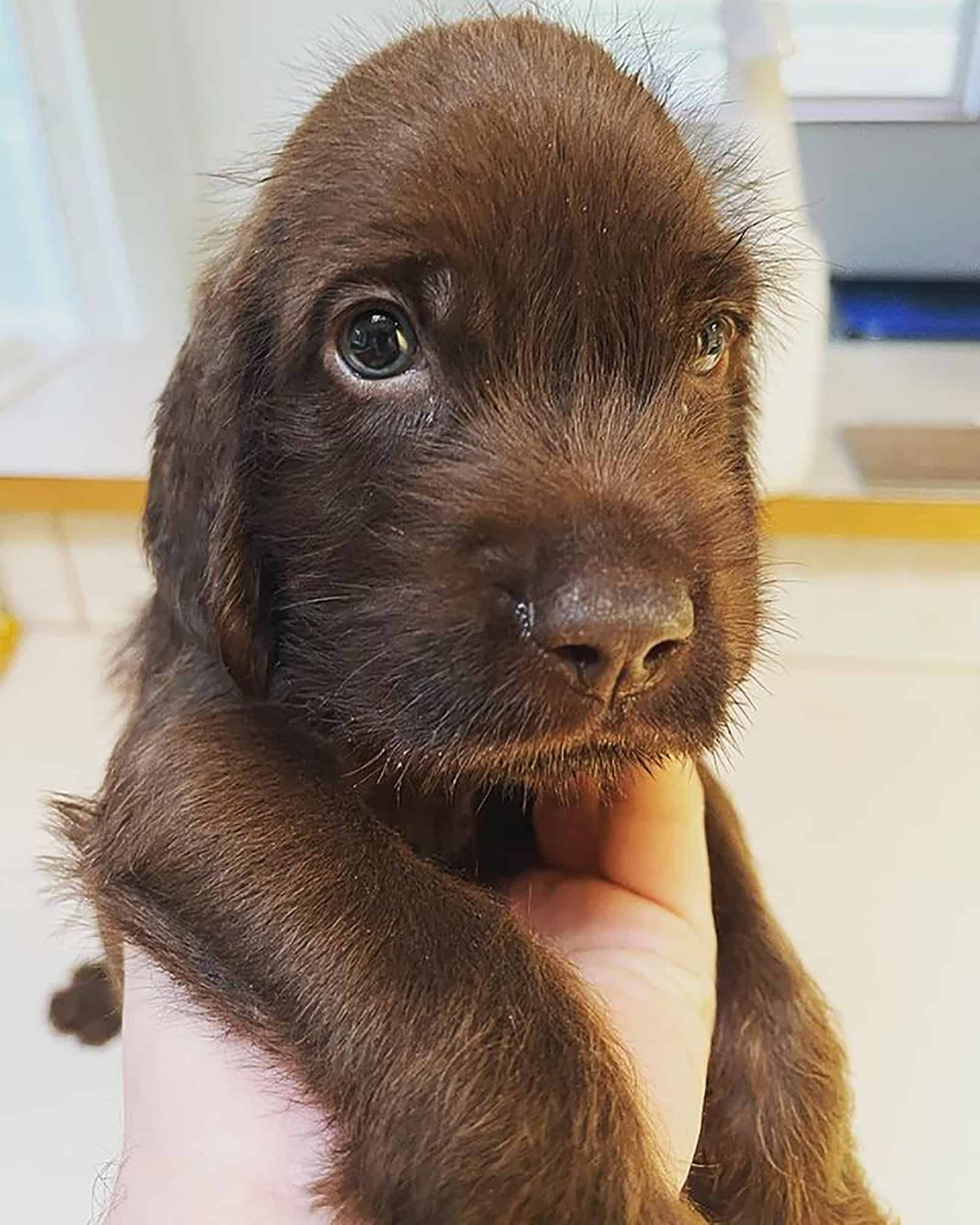 adorable pudelpointer puppy looking into camera