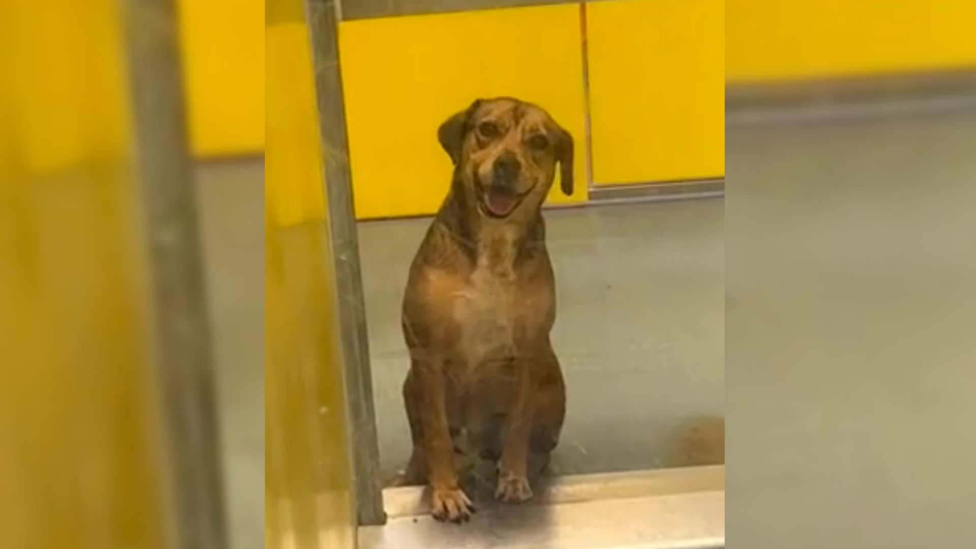 Adorable Pup Who Spent 420 Days At Shelter Still Smiles At Visitors Hoping They Will Adopt Him