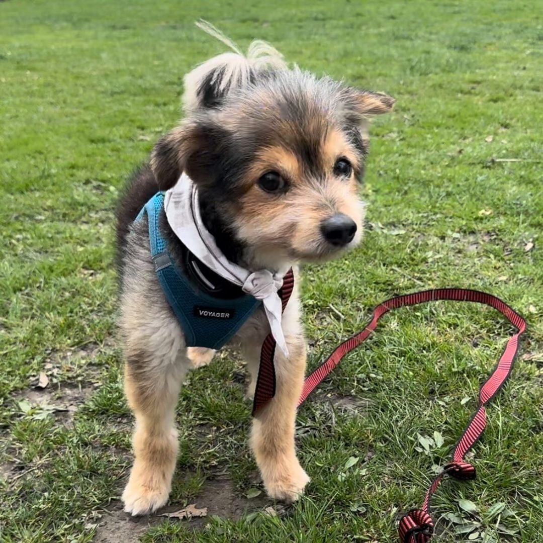 adorable puppy on a leash