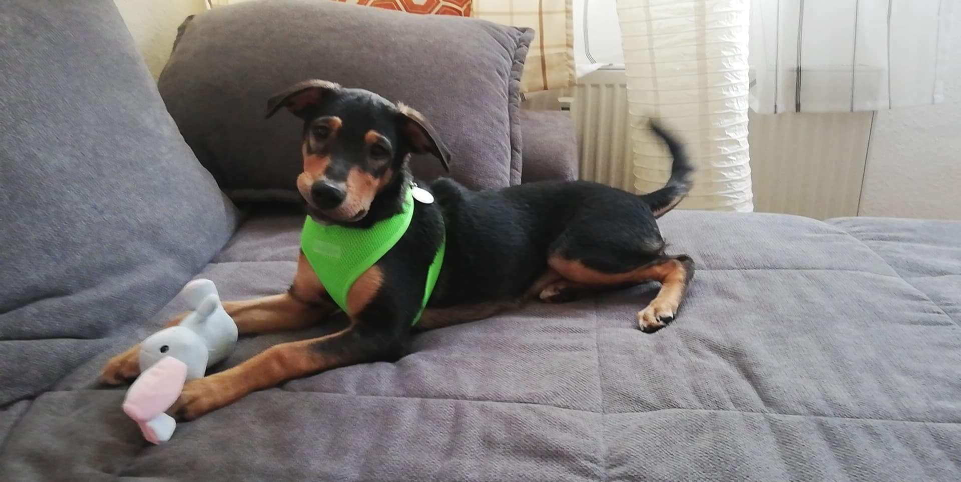 adorable puppy on the couch with toy