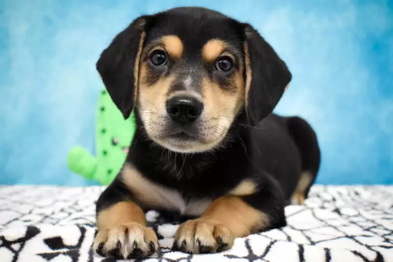 adorable puppy posing