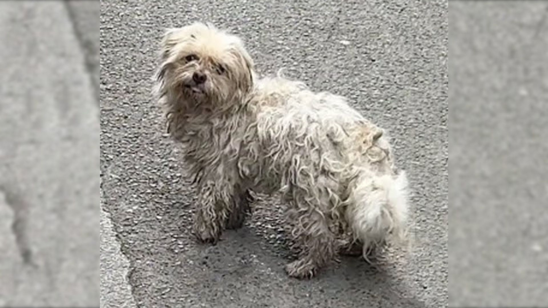 This Injured Doggo Begged Strangers For Help And Then He Met Someone Special