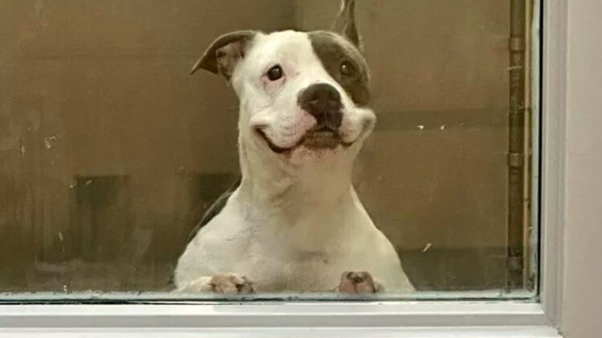 Friendly Dog Keeps Smiling At Everyone, Hoping To Find A Family Of His Own