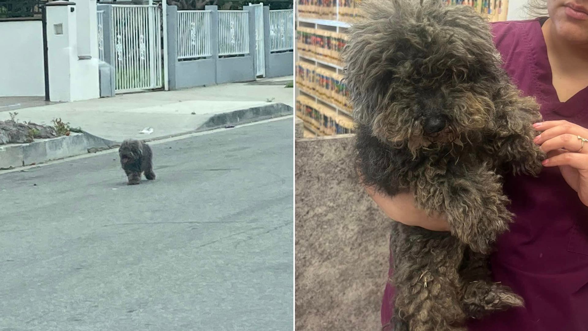 Adorable Stray Pup Who Was Found Eating Trash To Survive Had His Fur Covered In 100 Stickers