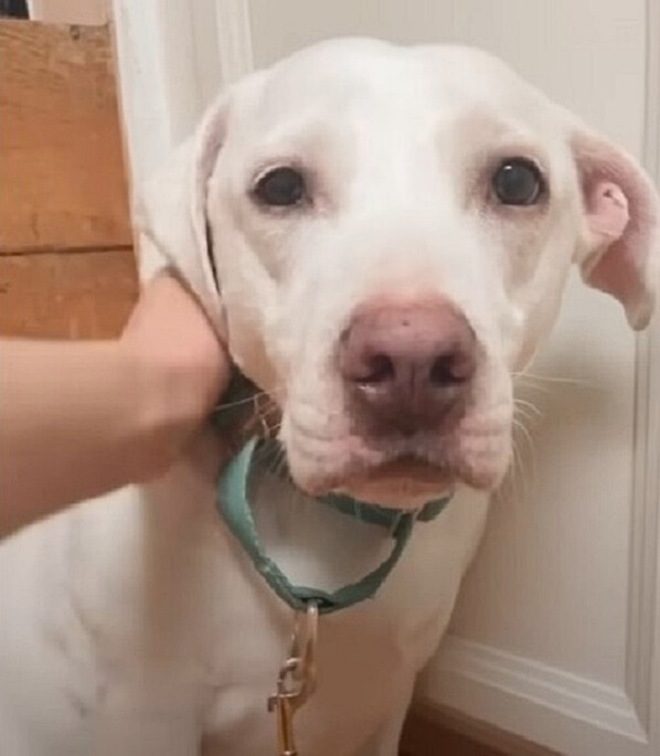 adorable white dog and woman