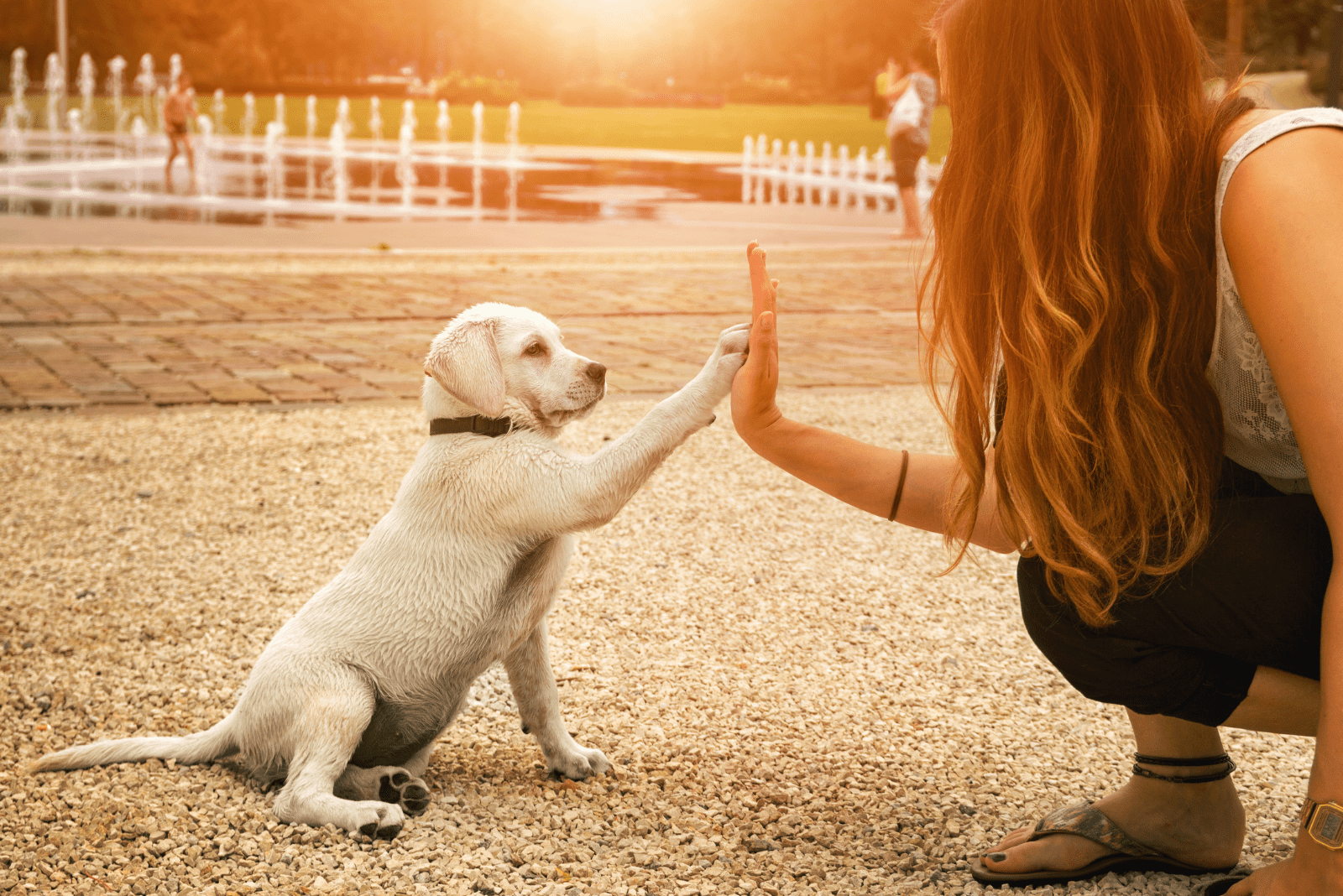 adorable white labrador is playing with a woman