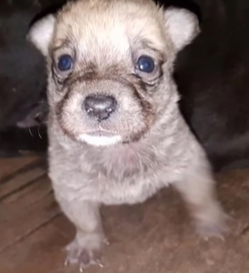 adorable white newborn puppy