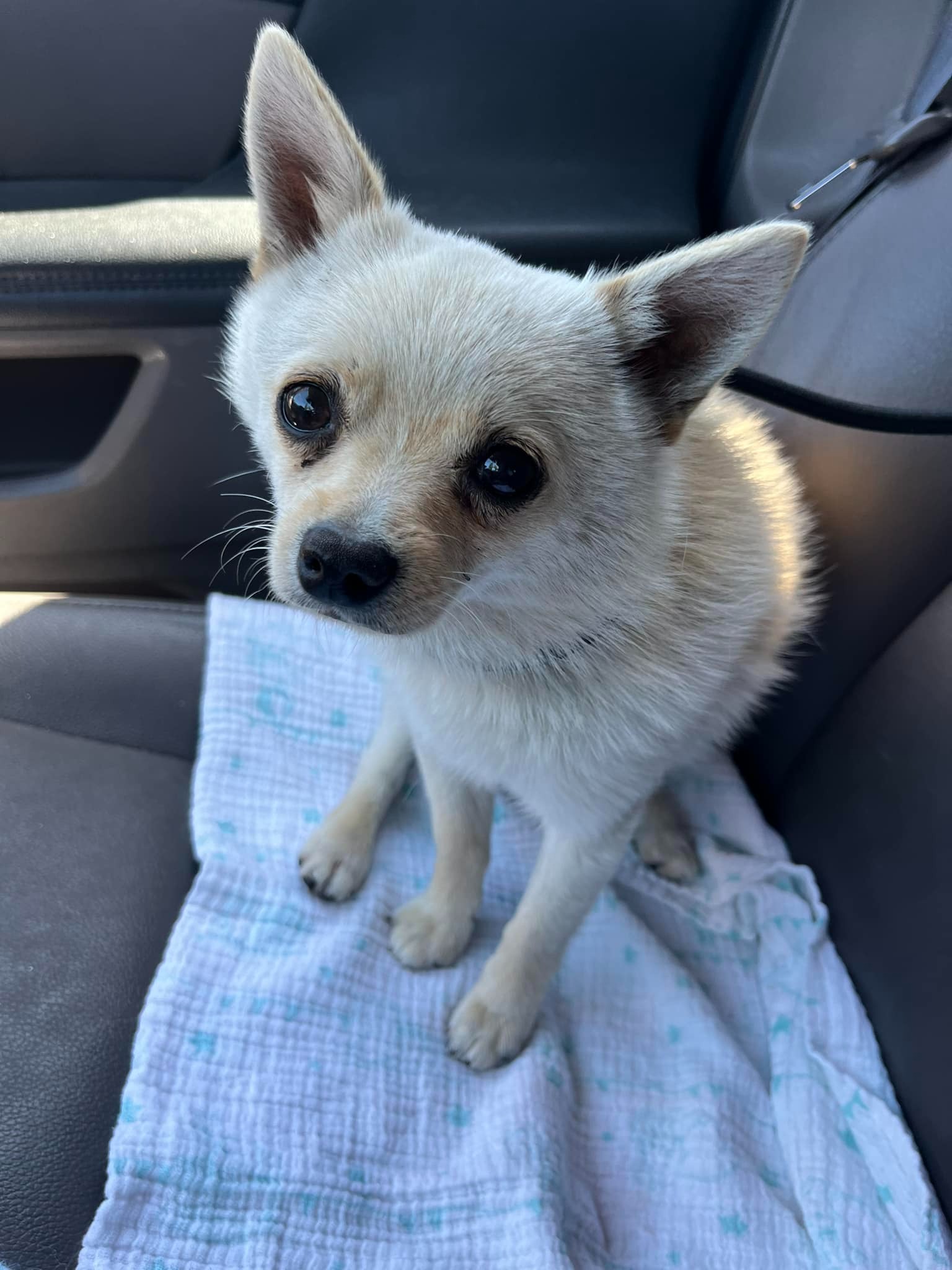 adorable white puppy in car