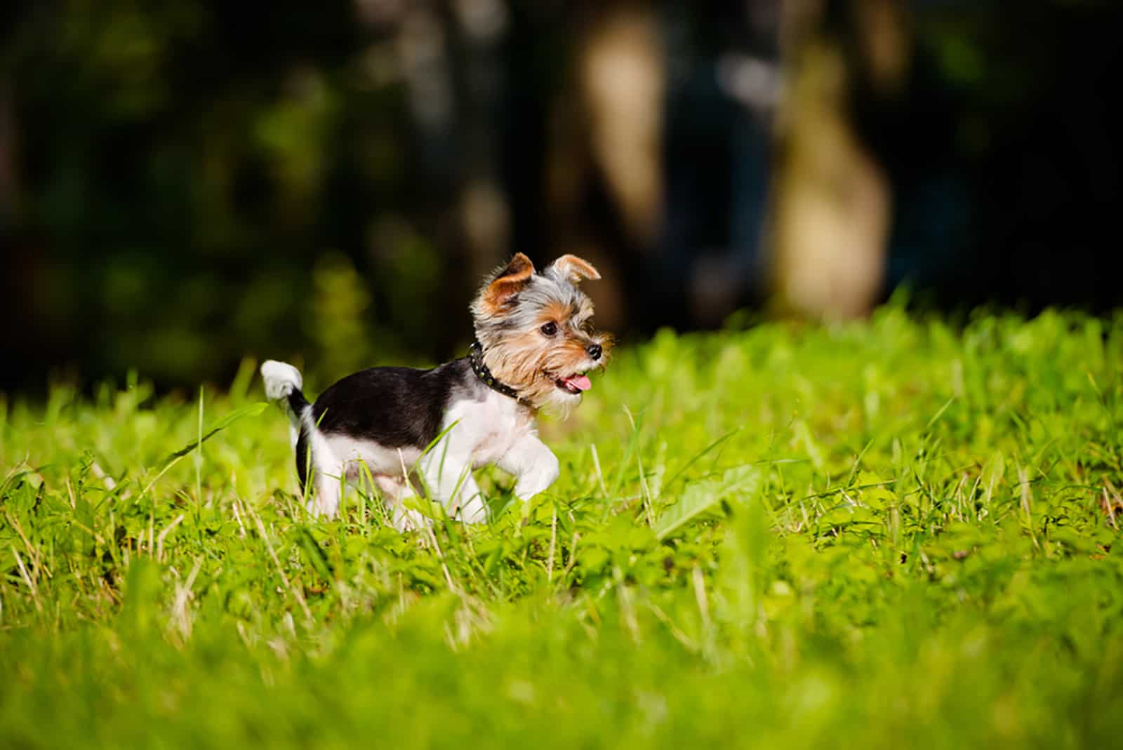 adorable yorkshire terrier puppy running in the yard