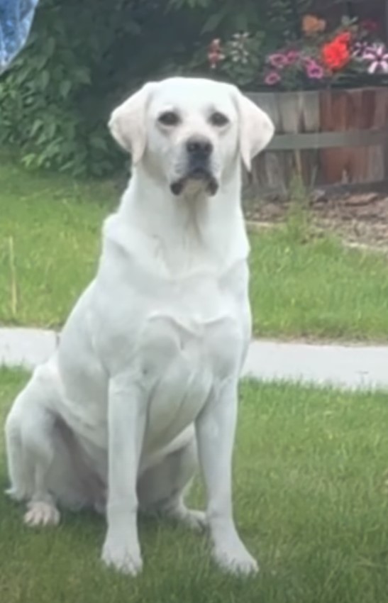 adult white dog