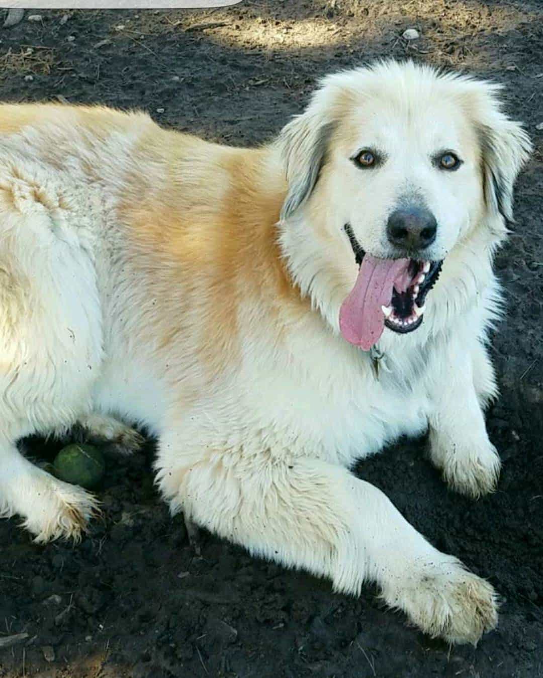 Afghan Retriever dog outdoor