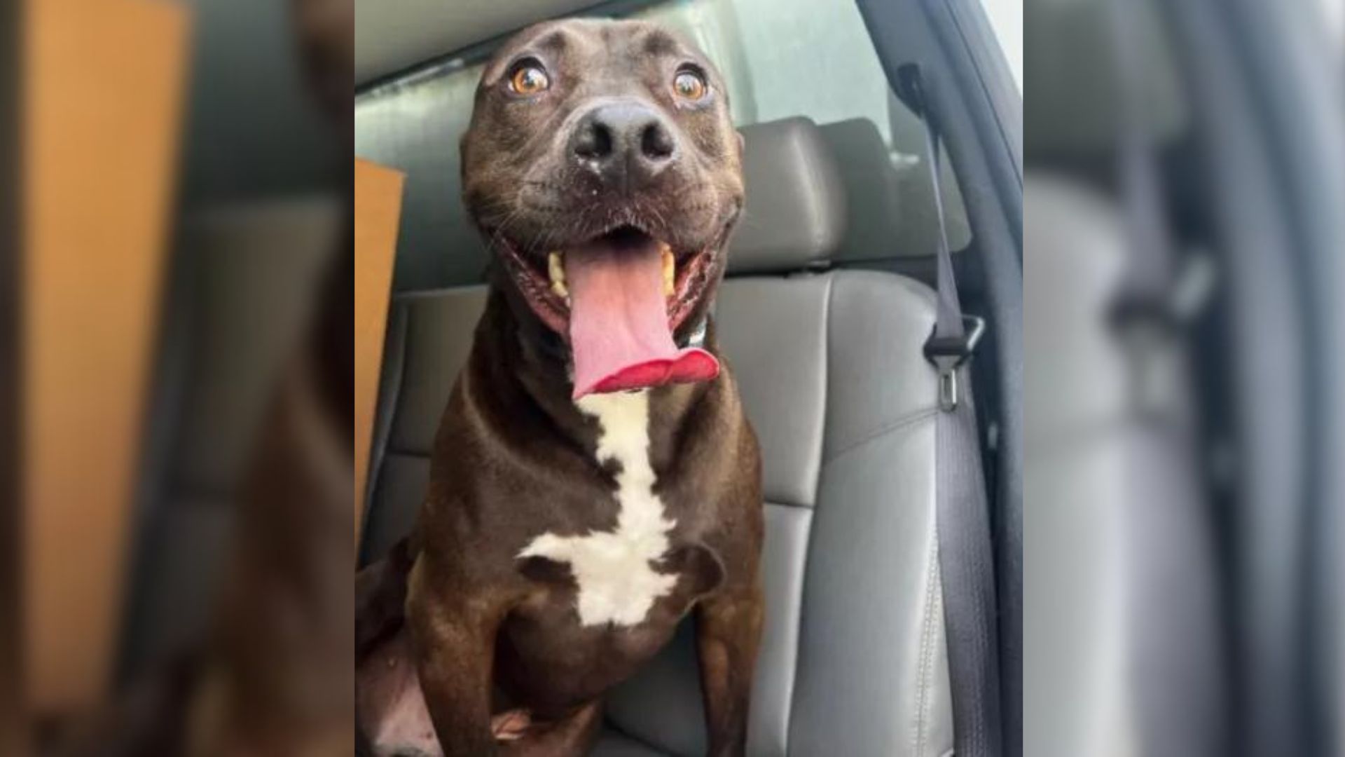 After 473 Days In The Shelter, This Dog Finally Got A Chance For A “New Life”