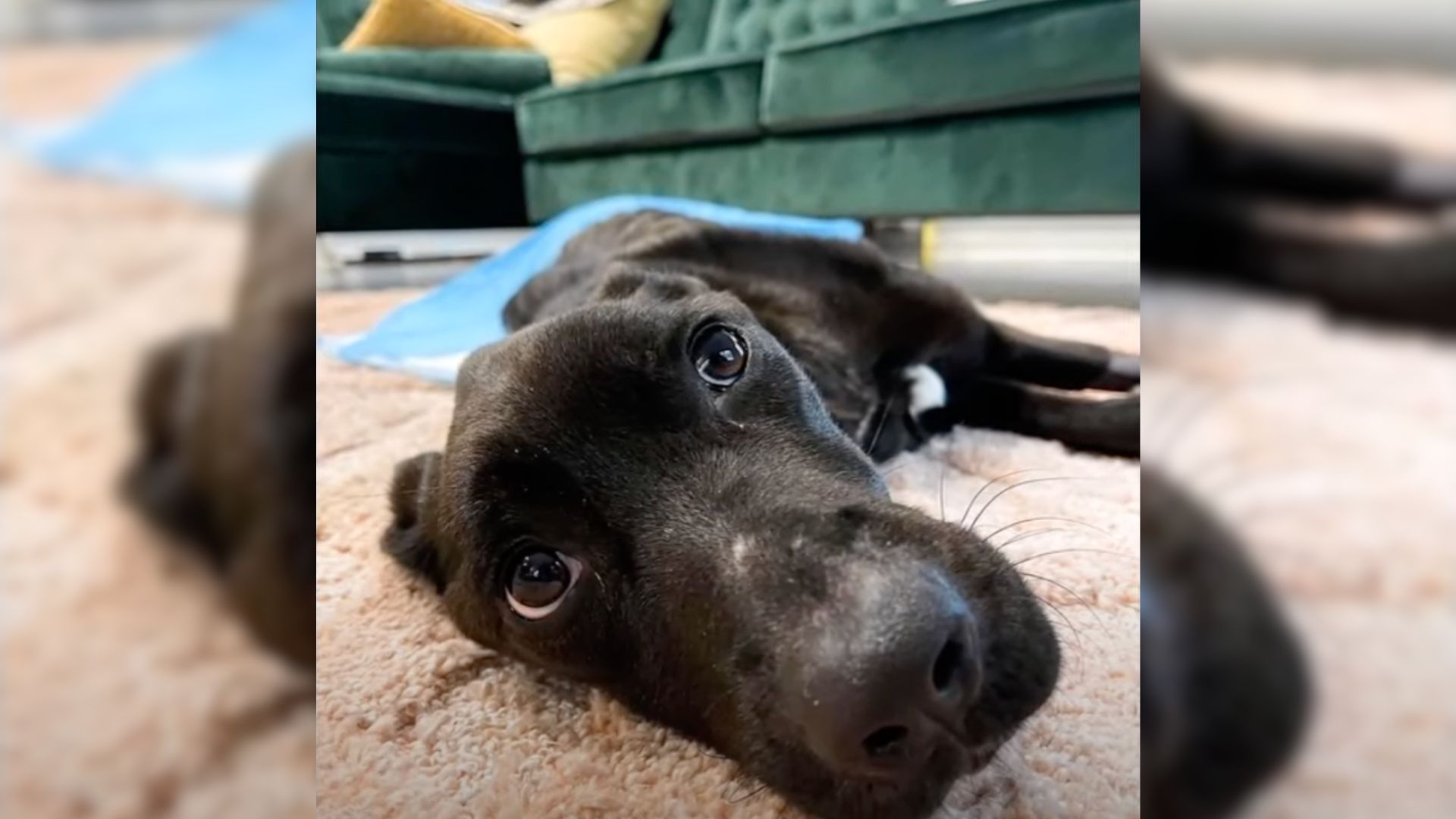 Abused Dog Locked In A Dark Room Wags Her Tail After Being Saved By Police