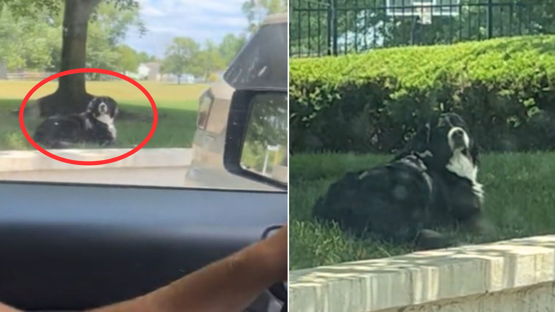 After He “Ran Away From Home”, Dog Did Something That Made His Mom Laugh To Tears