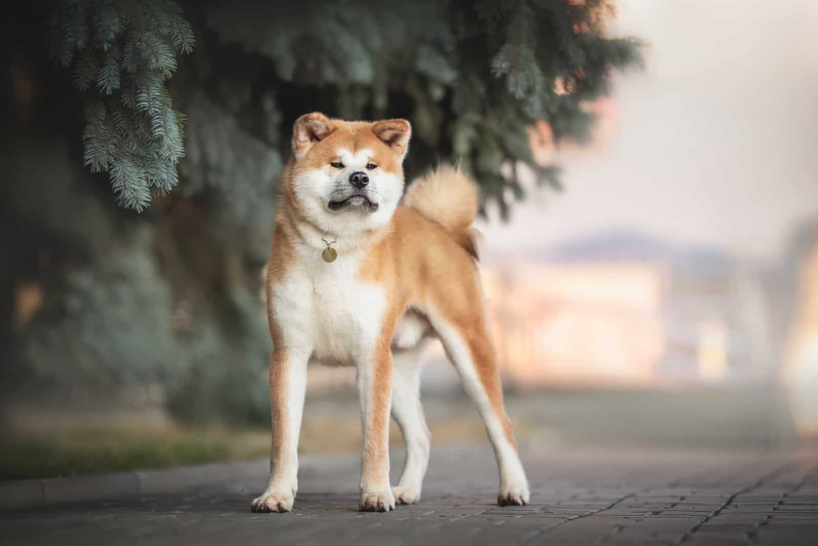 akita dog lying in the forest