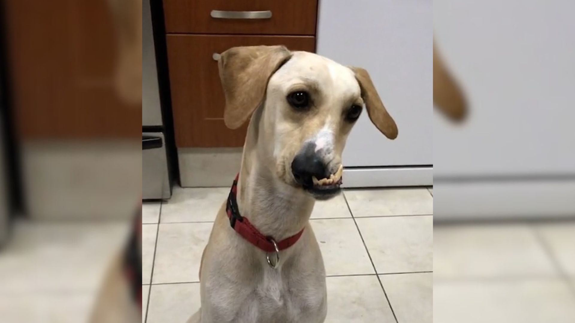 Alan, The Wonkiest Dog, Proves Every Dog Is Beautiful In Its Own Way