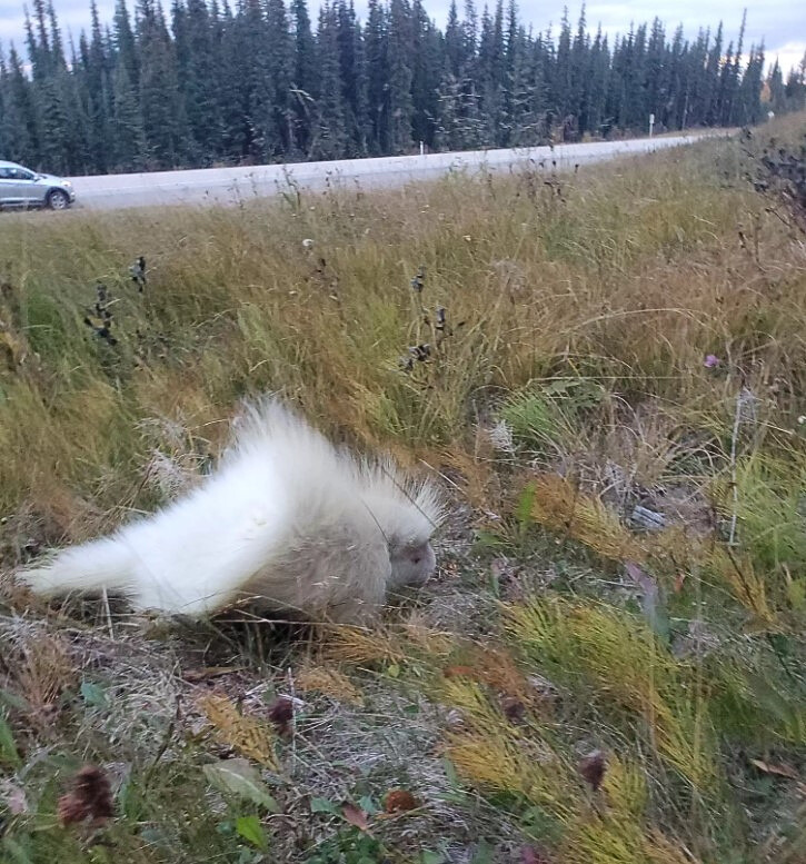 albino porcupine in grass