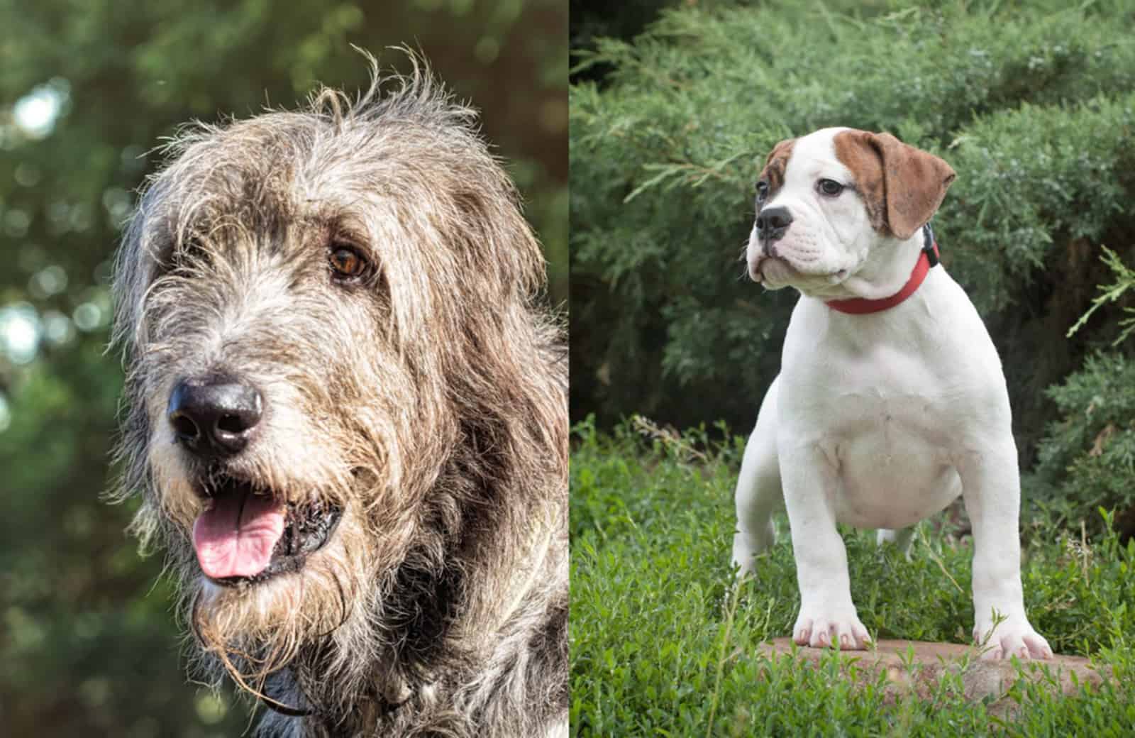 american bulldog and irish wolfhound mix