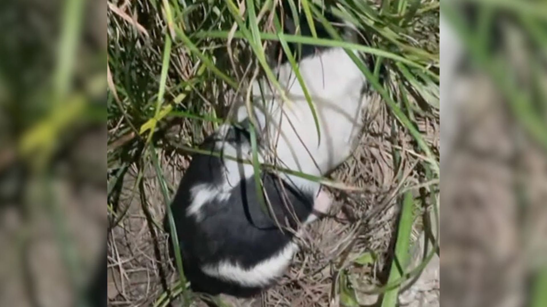 An Abandoned 2-Week-Old Puppy Was Crying In The Grass, Wishing To Be In His Mom’s Arms Again