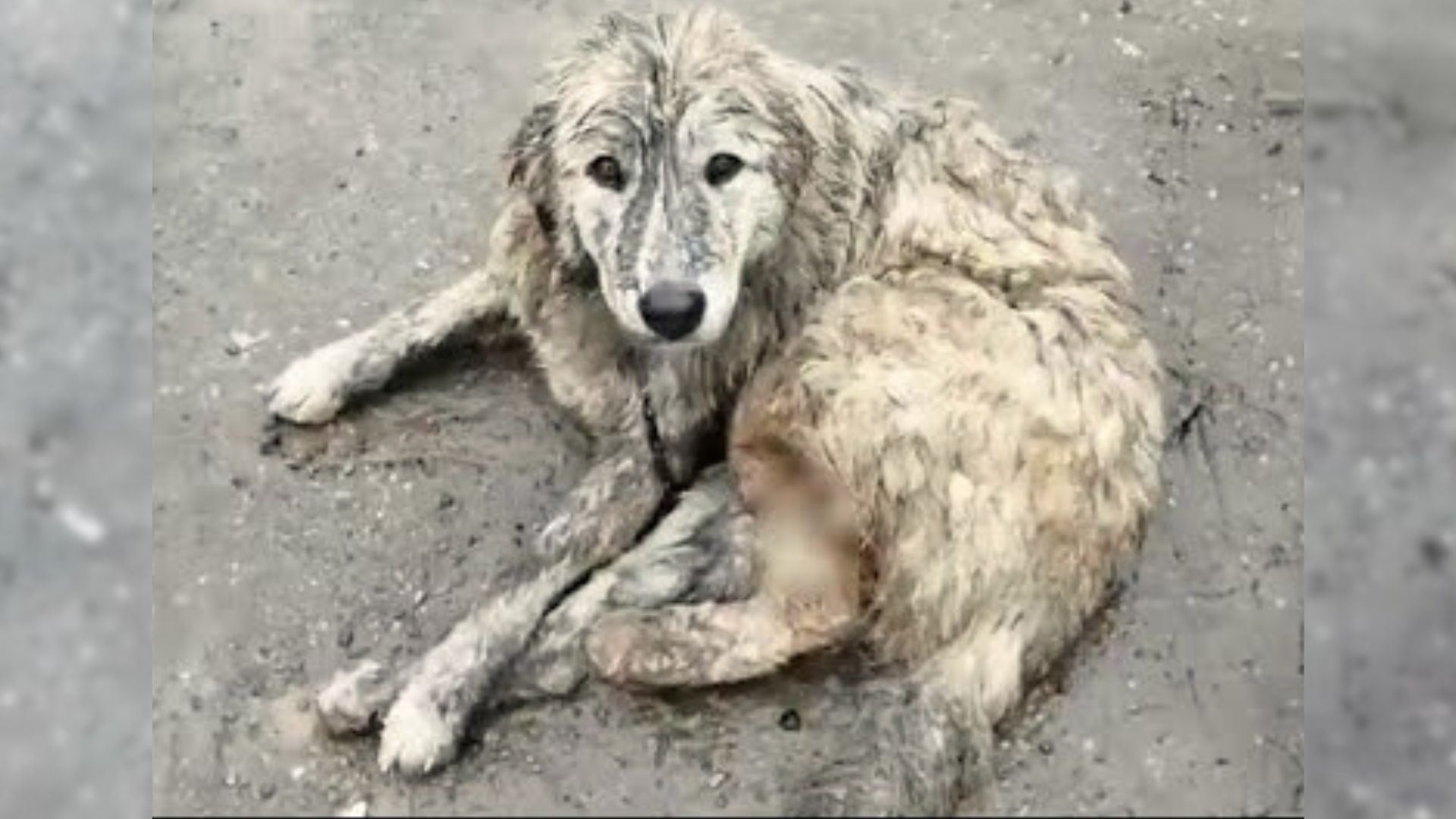 Sweet Dog Was On A Chain Her Whole Life But Then The Amazing Rescuers Came To Her Aid