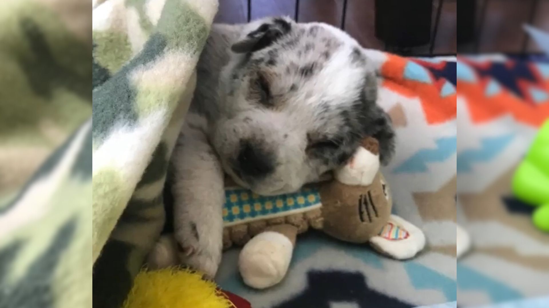 An Injured And Mistreated 1-Pound Puppy Who Was Barely Breathing Makes A Miraculous Recovery