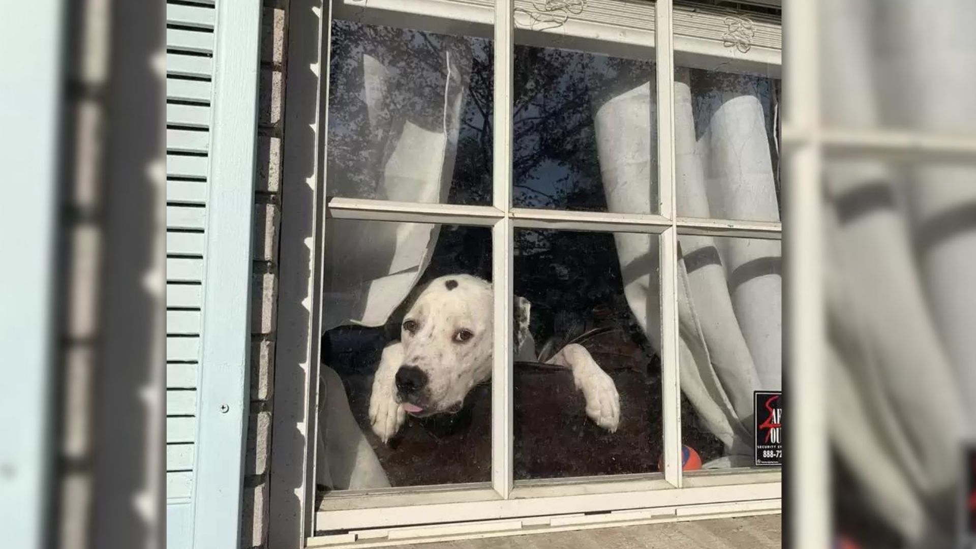 A UPS Driver Approaches A Woman To Share A Heartwarming Compliment About Her Dog 