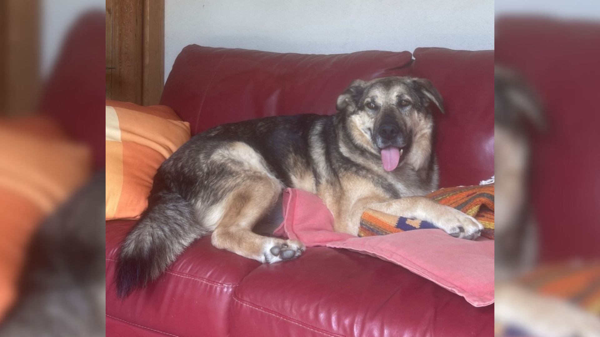 Anxious Senior Pup Who Was Locked In A Cage By Previous Owner Refuses To Leave His New Hooman’s Side