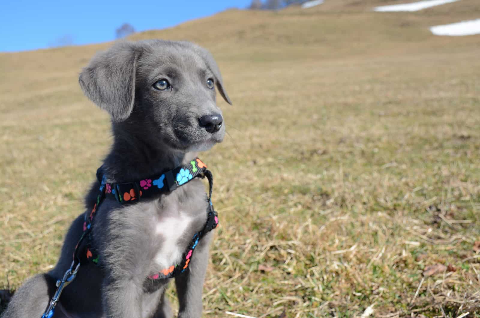 Aussiedor puppy sitting in nature