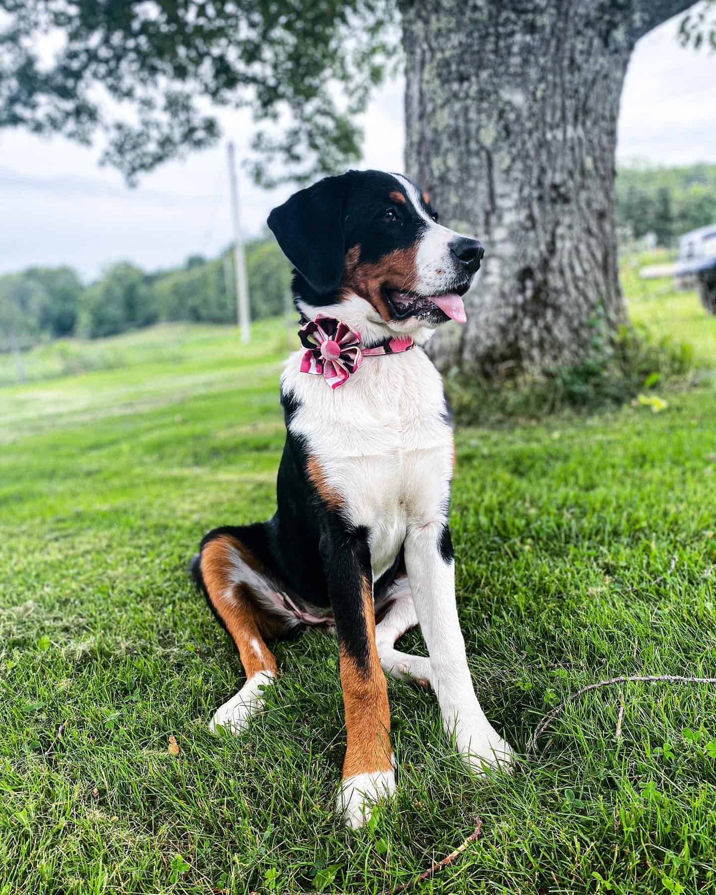 Australian Cattle Dog Bernese Mountain Dog Mix