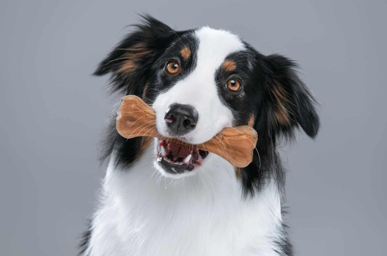 Australian Shepherd with treat looking at camera