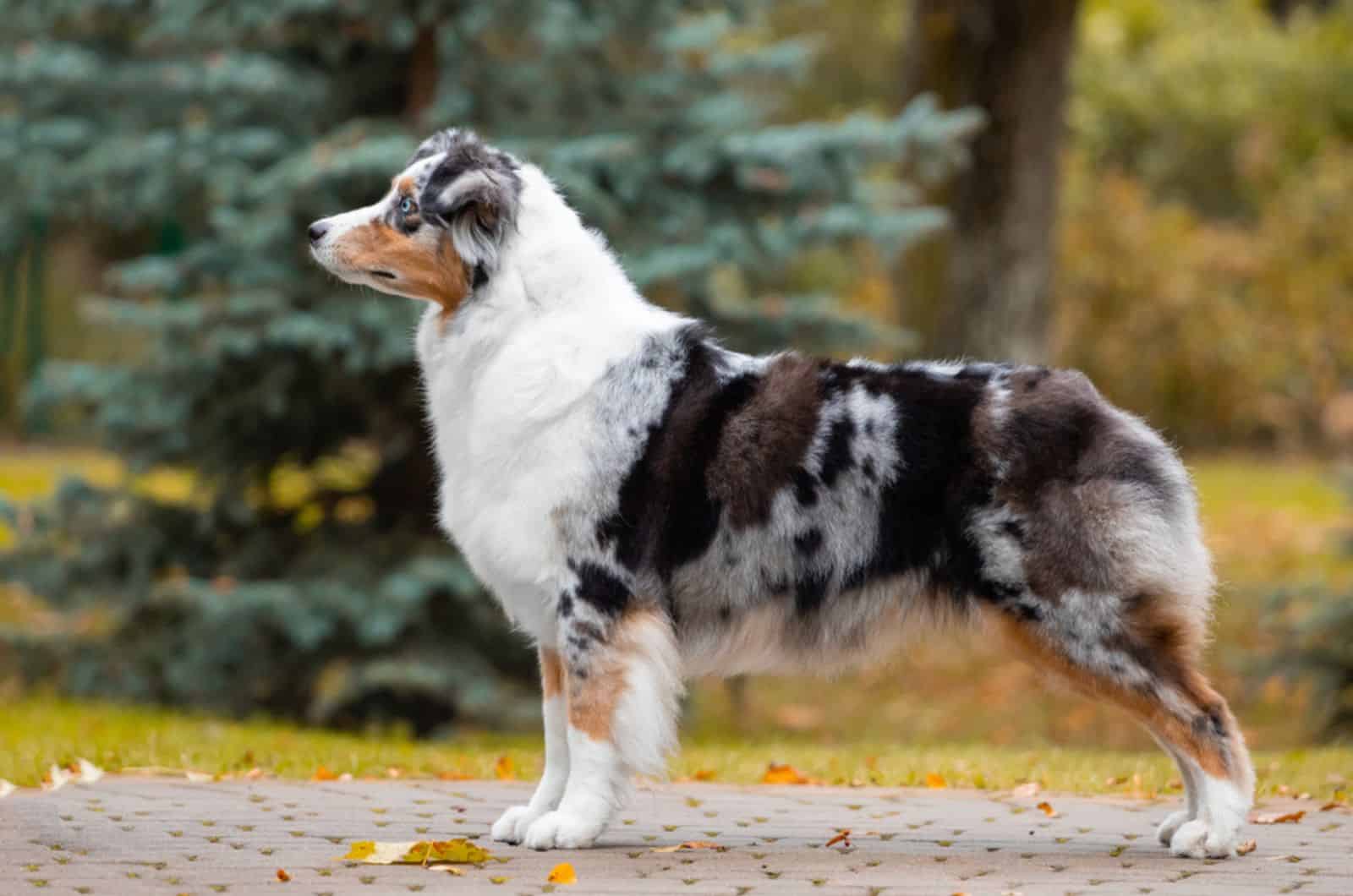 australian shepherd standing in the park