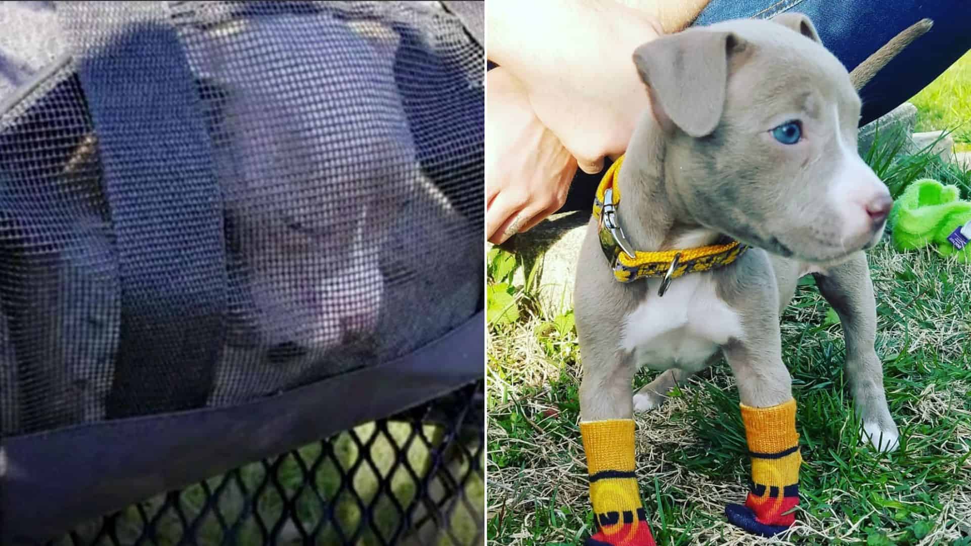 Baby Pittie With No Front Paws Found Dumped In The Woods, Now She Has A Whole New Life