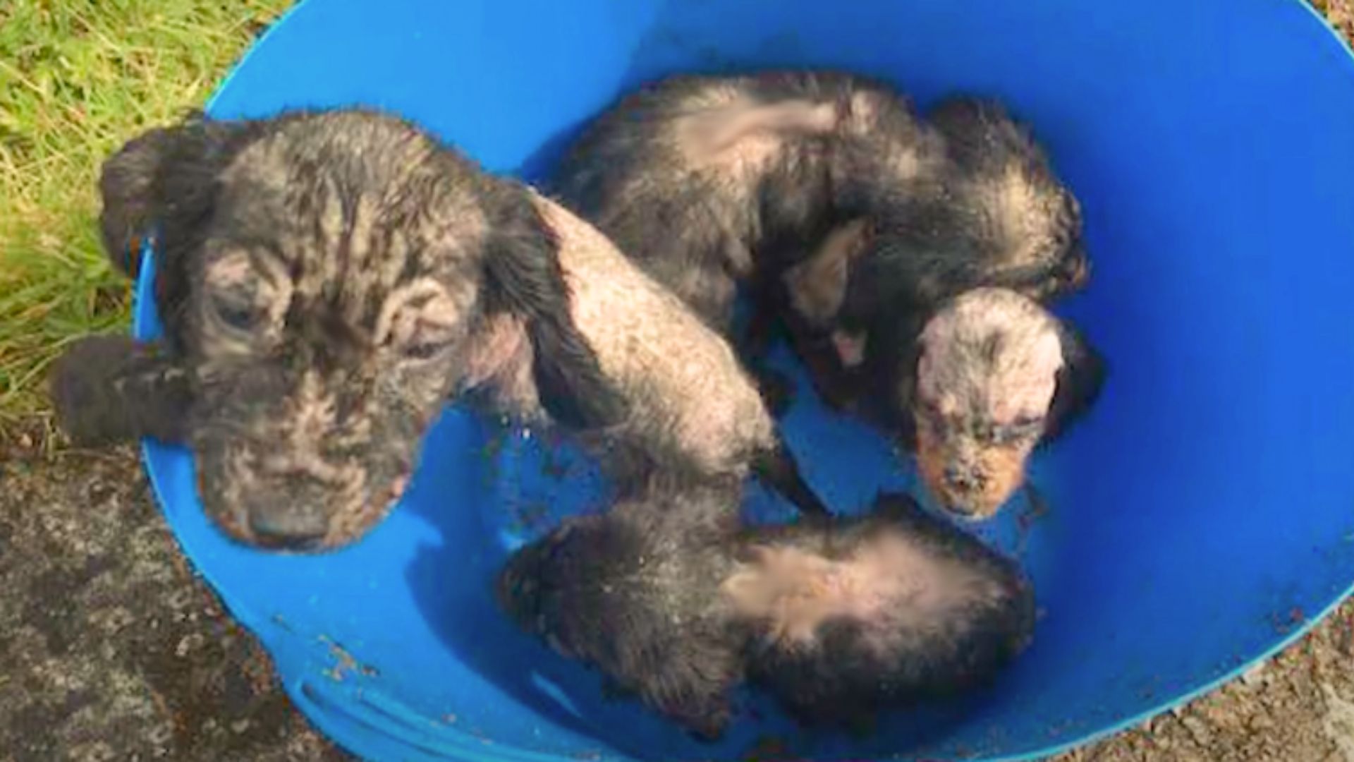 Puppies Found In A Bucket Make A Remarkable Transformation In Care Of Their Rescuers