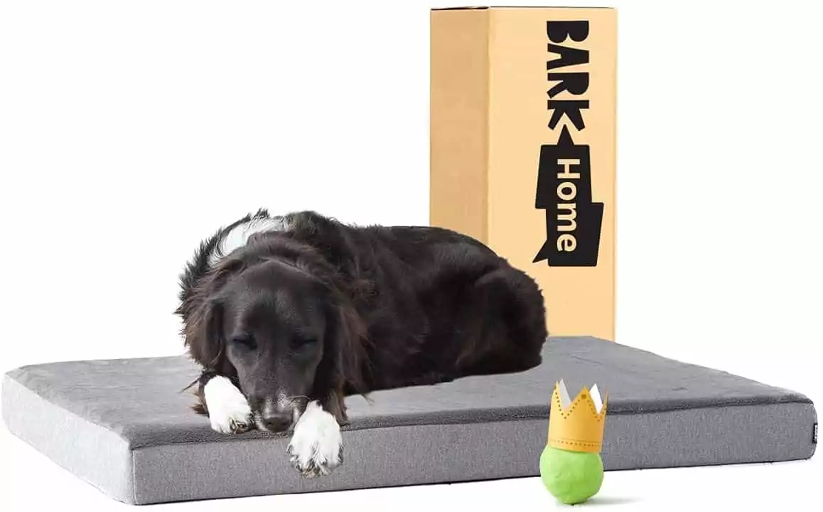 Barkbox Platform Dog Bed