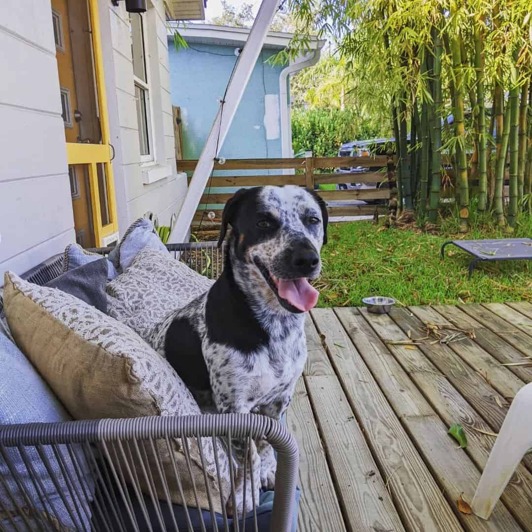 Basset Heeler