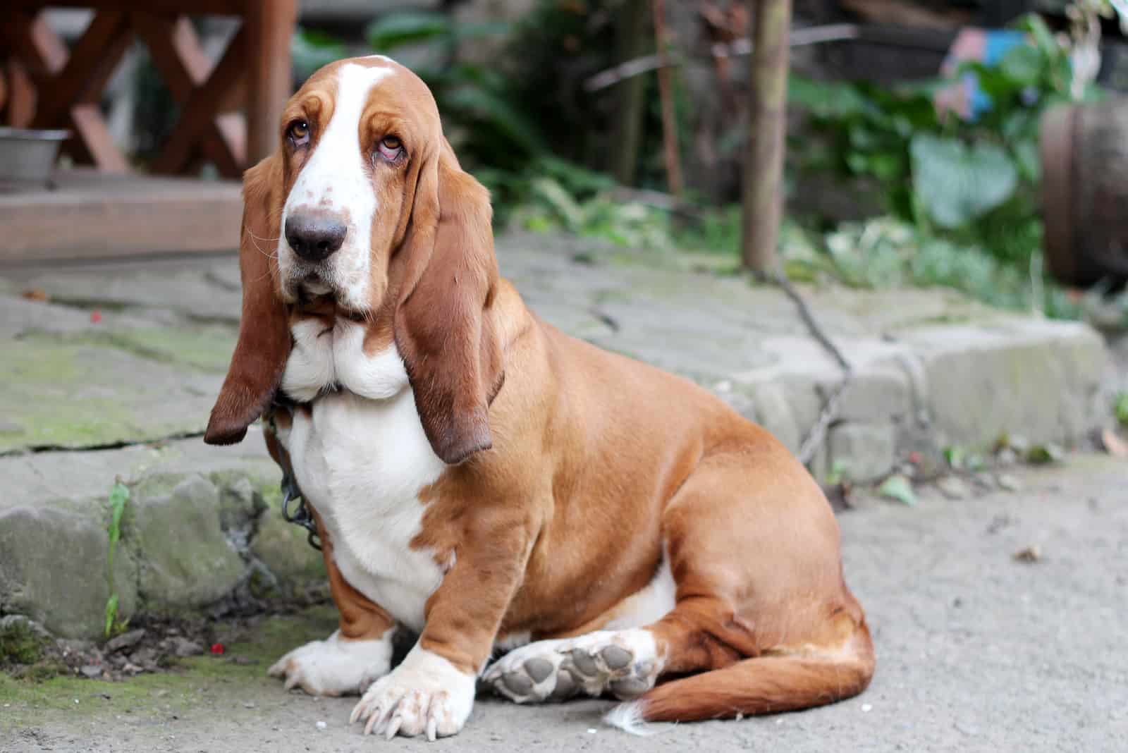 Basset hound dog portrait having a serious