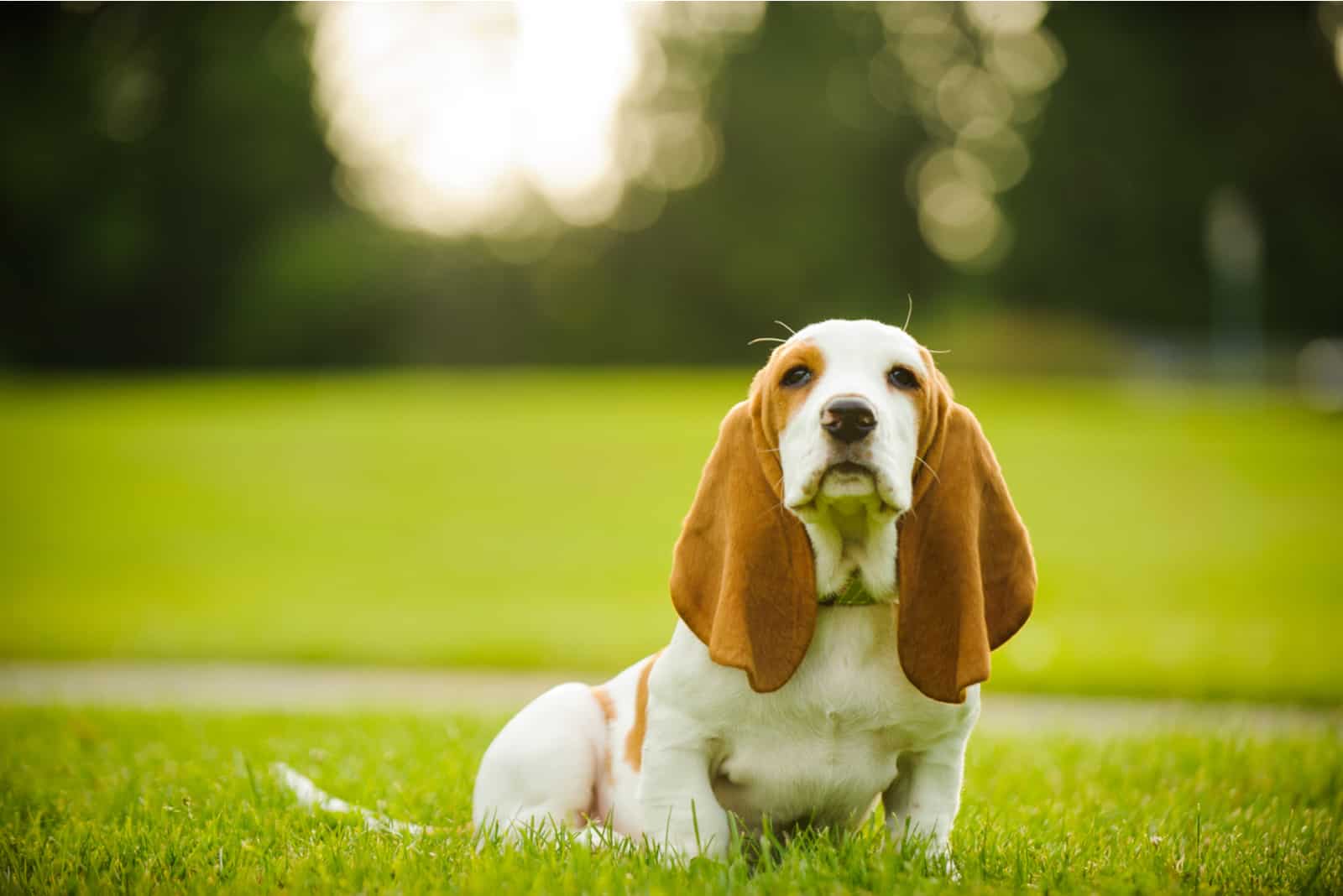 Basset Hound puppy sitting in park