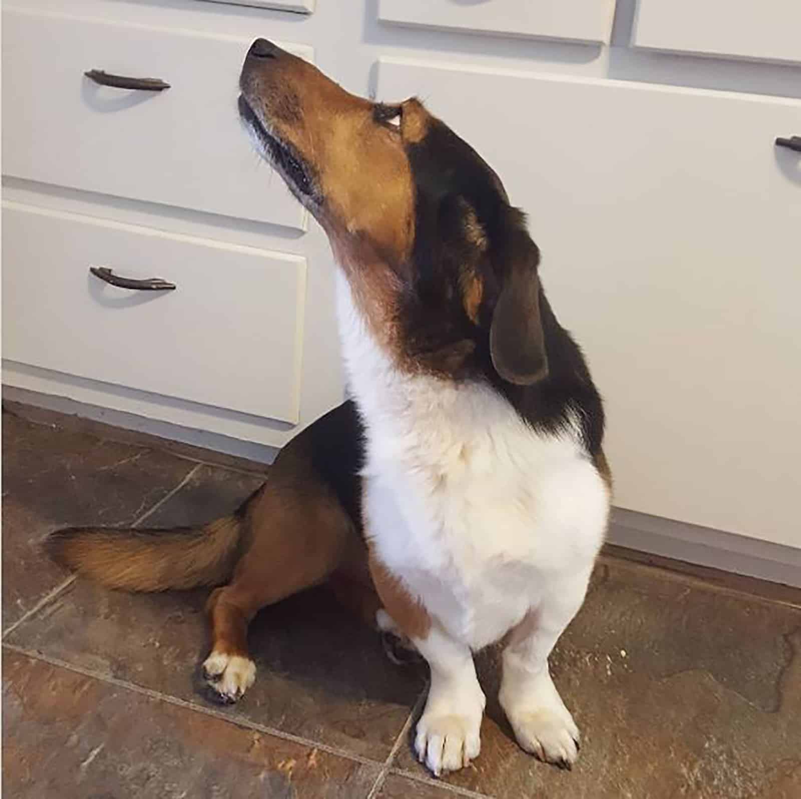 basset sheltie