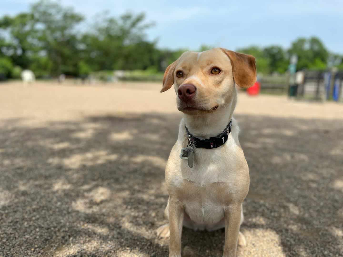 beagador puppy sitting outdoor