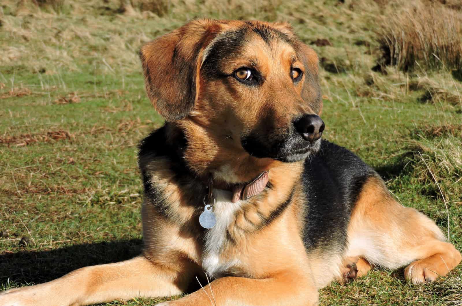 Beagle Shepherd