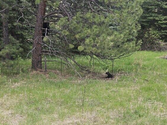 bear cub under a tree