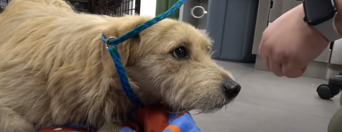 beautiful dog on leash