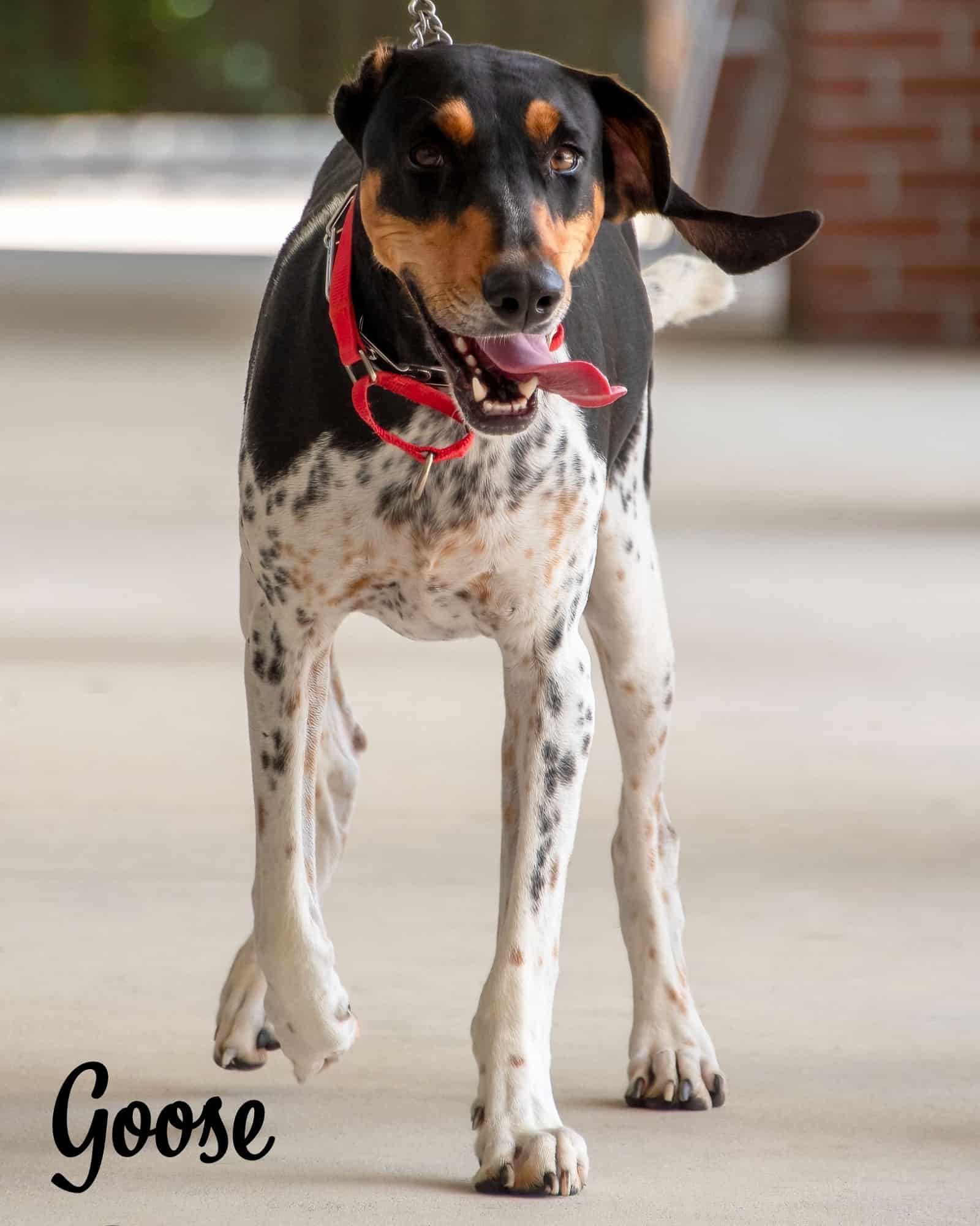 beautiful dog on a leash